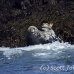 seal_gray_gr_h_0404_can1711.jpg